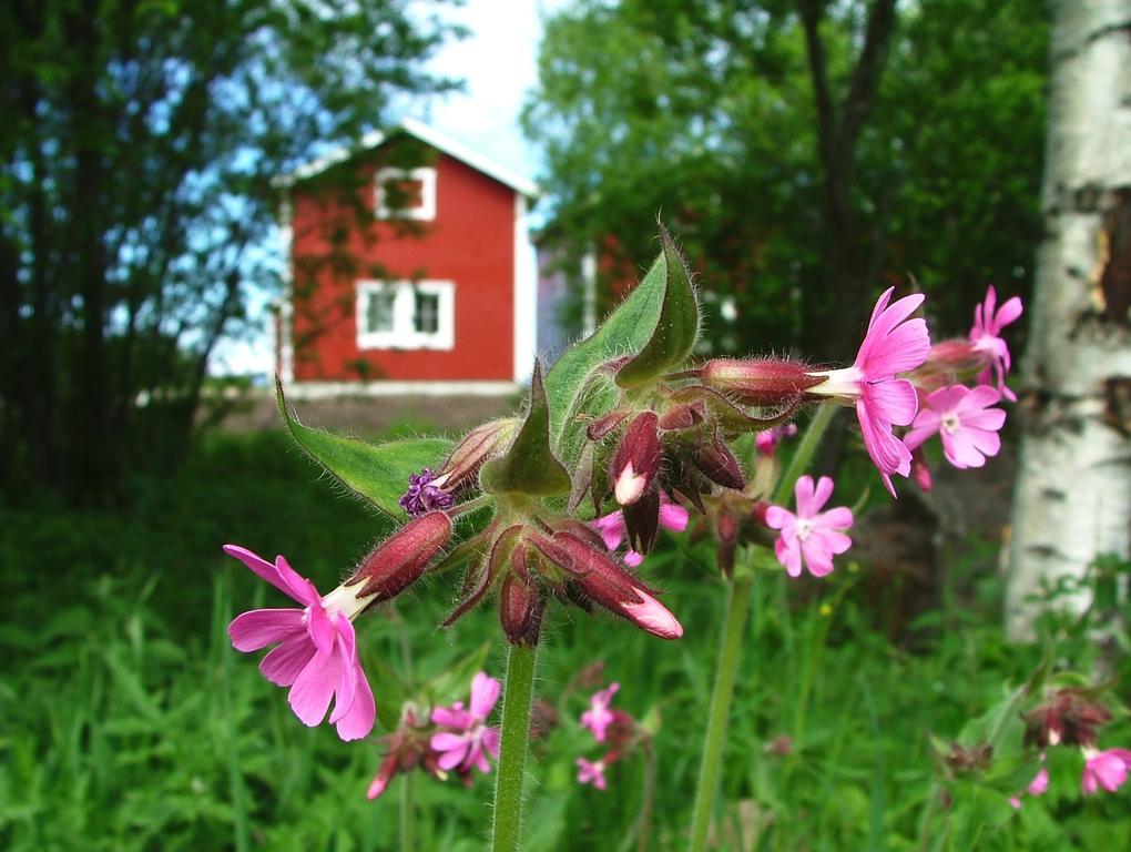 Wanha Pappila Cottages Simoniemi ภายนอก รูปภาพ